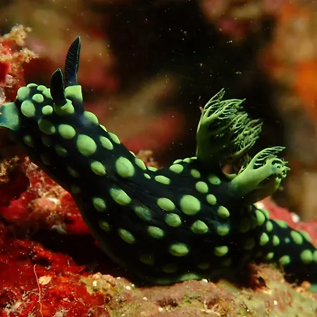 Teluk Karang Dive & Spa Resort