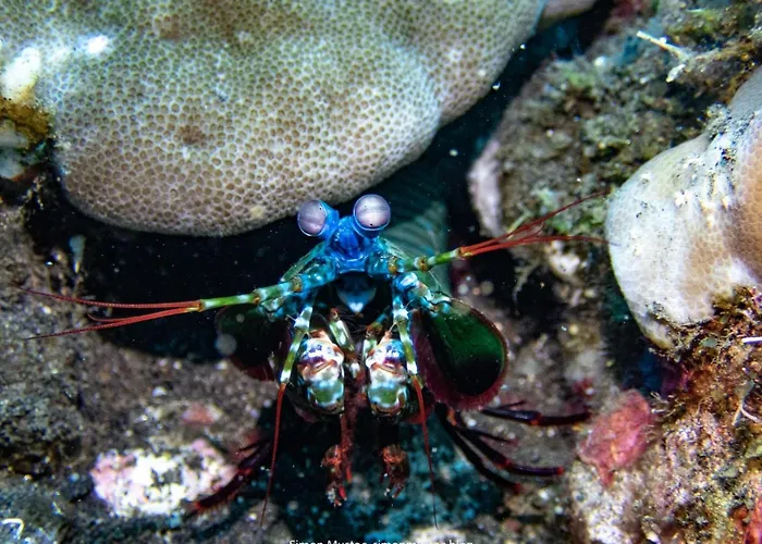 Teluk Karang Dive & ホテル テジャクラ