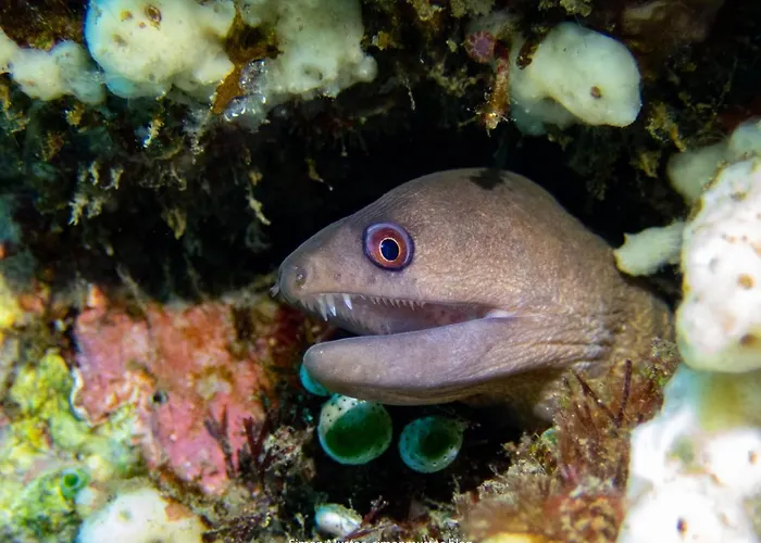 ホテル Teluk Karang Dive & 4*