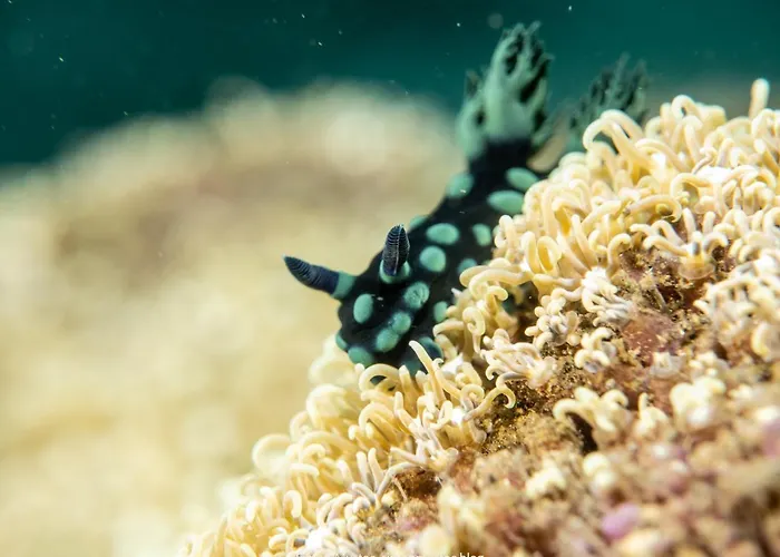 ホテル Teluk Karang Dive & テジャクラ