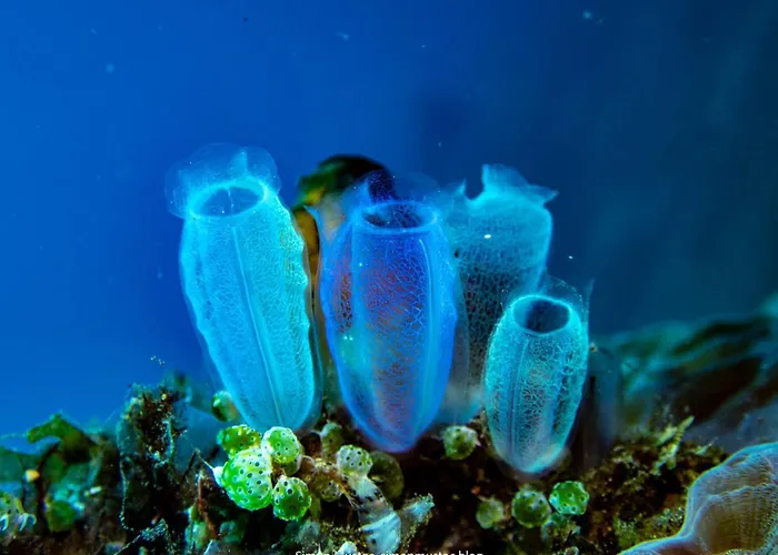 Teluk Karang Dive & 4*