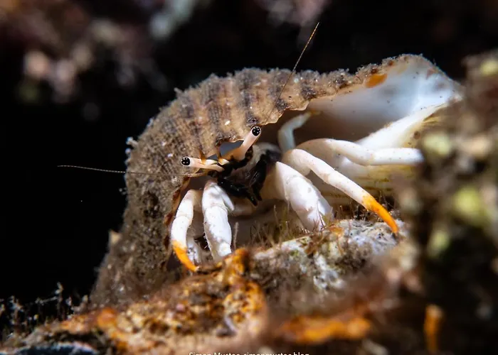 Teluk Karang Dive & テジャクラ