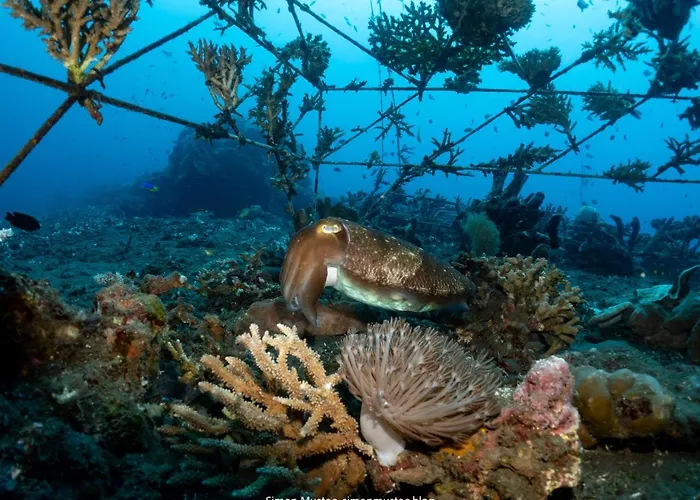 Teluk Karang Dive &