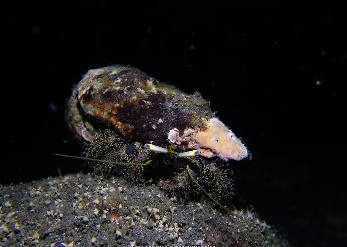 Teluk Karang Dive & 4* テジャクラ