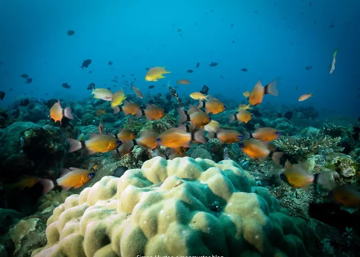 Teluk Karang Dive & 4* テジャクラ