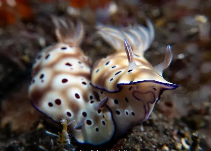 Teluk Karang Dive & 4* テジャクラ