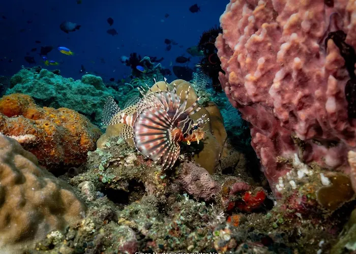 ホテル Teluk Karang Dive & テジャクラ
