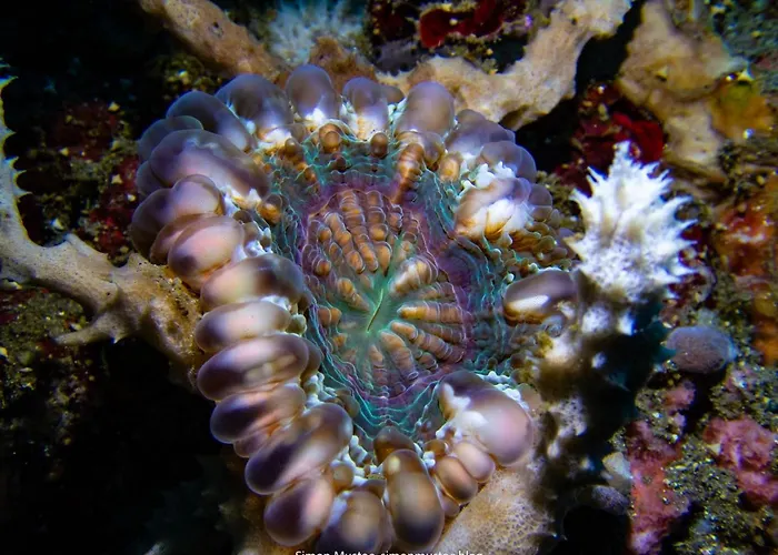 Teluk Karang Dive & 4*