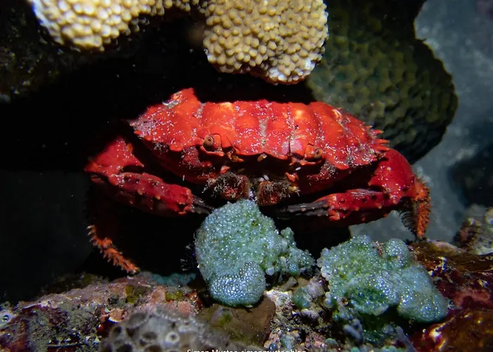 ホテル Teluk Karang Dive &