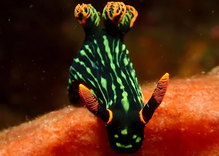 ホテル Teluk Karang Dive & テジャクラ