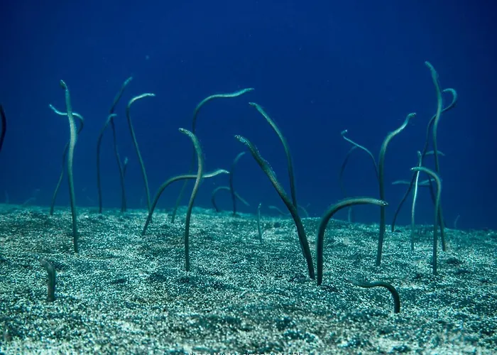 Teluk Karang Dive & 4* テジャクラ