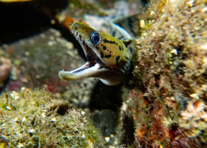 ホテル Teluk Karang Dive &