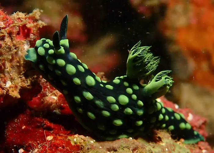 Teluk Karang Dive & 4* テジャクラ