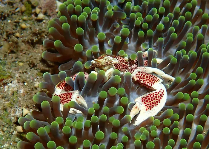 ホテル Teluk Karang Dive & 4*